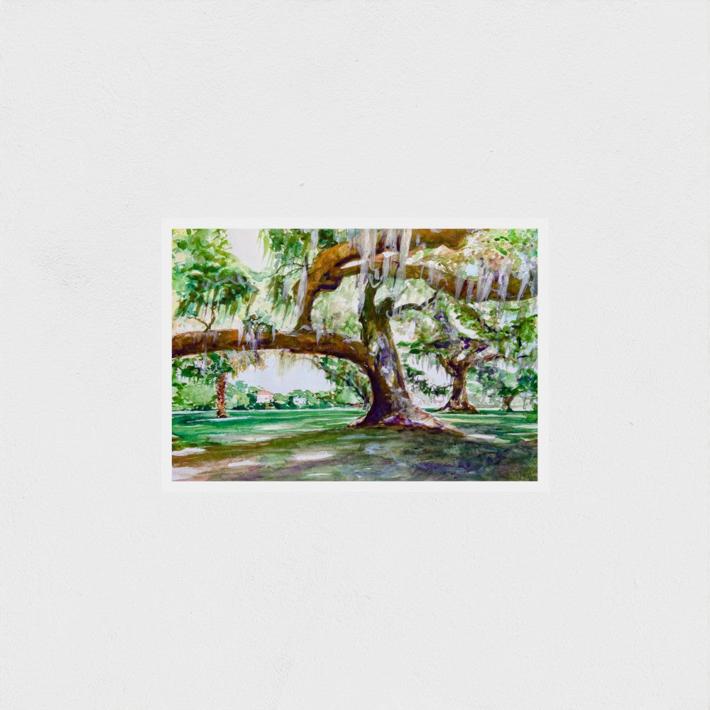 Audubon Park Live Oak Trees - Southern Nature of New Orleans