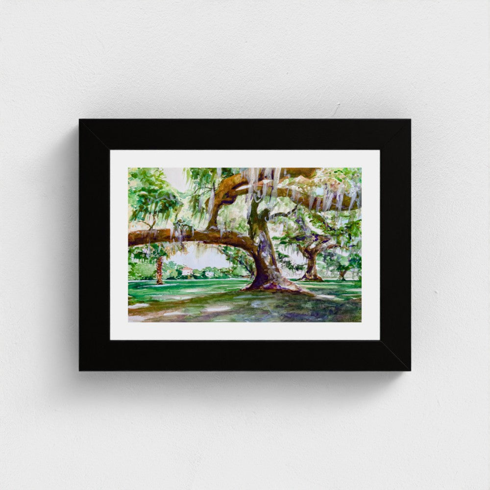 Audubon Park Live Oak Trees - Southern Nature of New Orleans