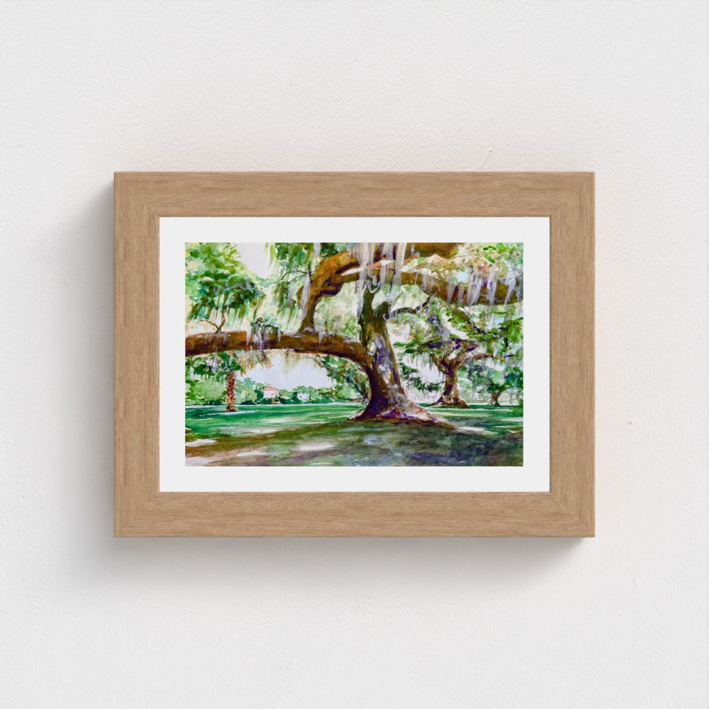 Audubon Park Live Oak Trees - Southern Nature of New Orleans